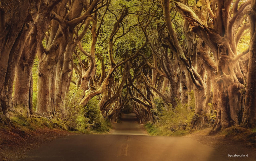 Irland Naturschoenheit Bäume pixabay