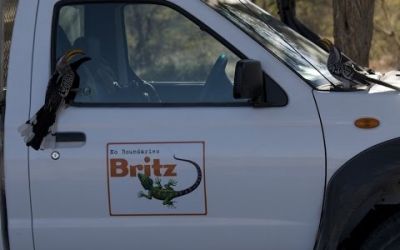 Britz Rentals &ndash; 4WD SE Toyota Single Cab 2 Bett