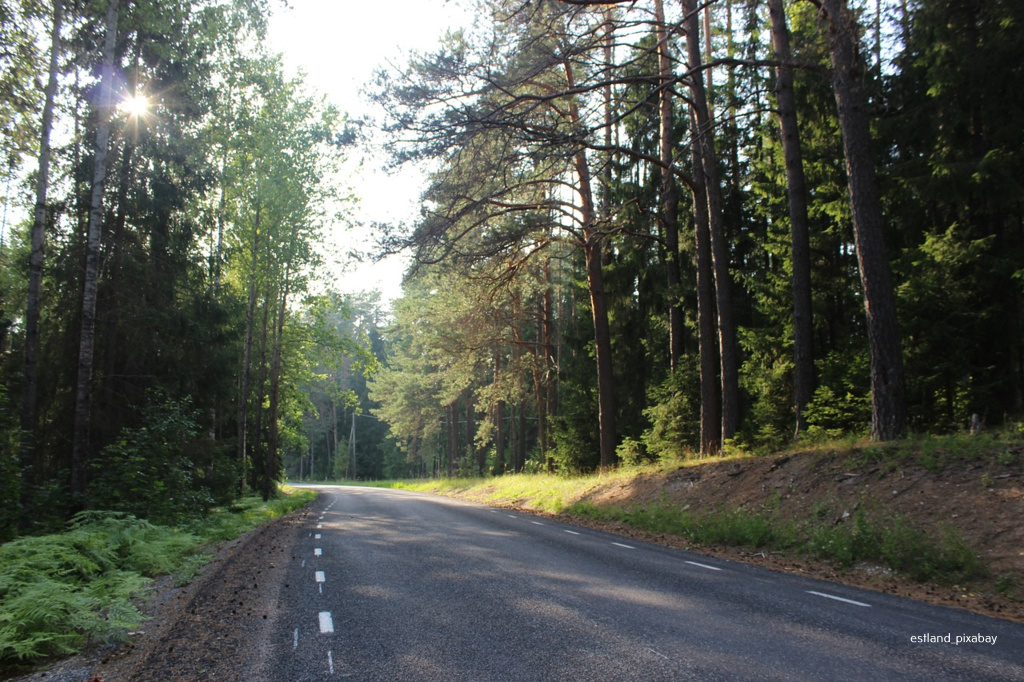 Estland Strasse Wald 