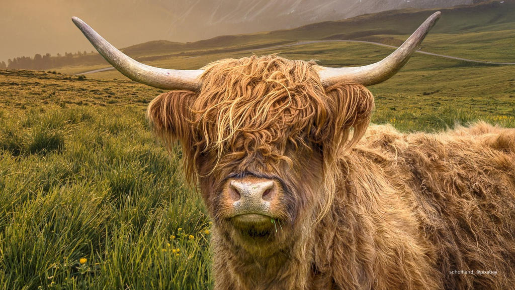 Schotland_Highlands_Rind_pixabay