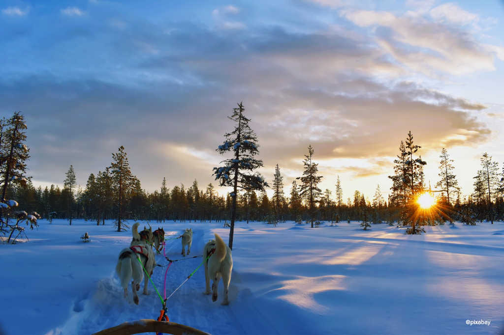 Finnland - Schlittenhund