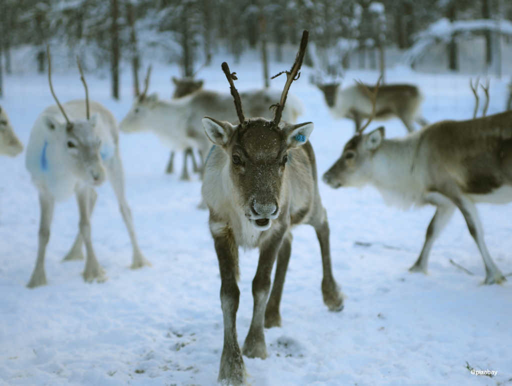 Finnland - Rentiere 