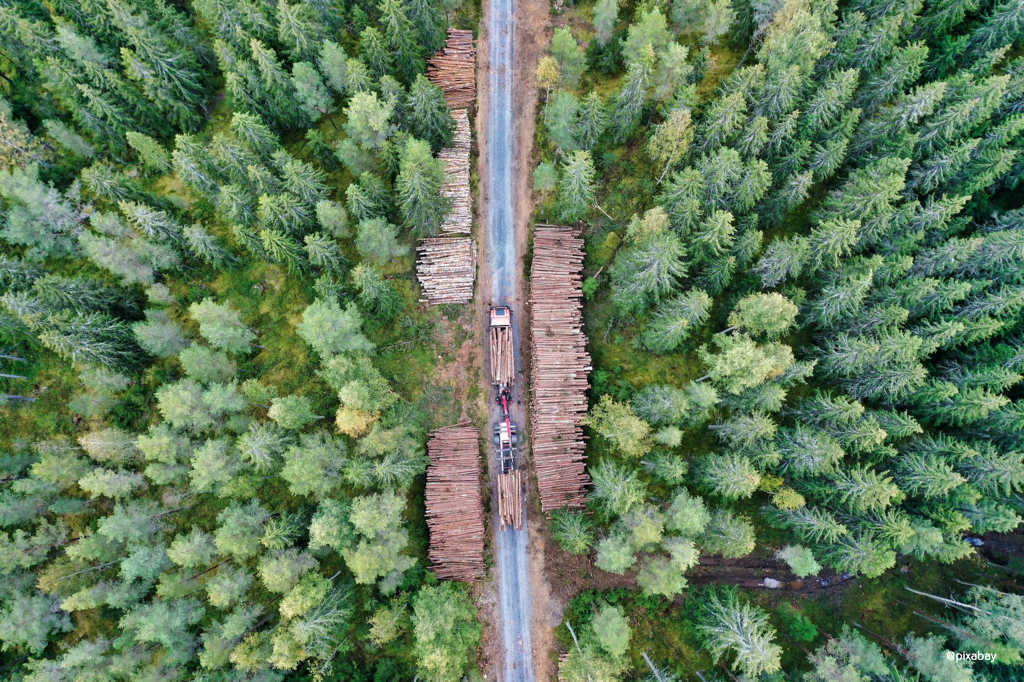 Finnland - Wald 
