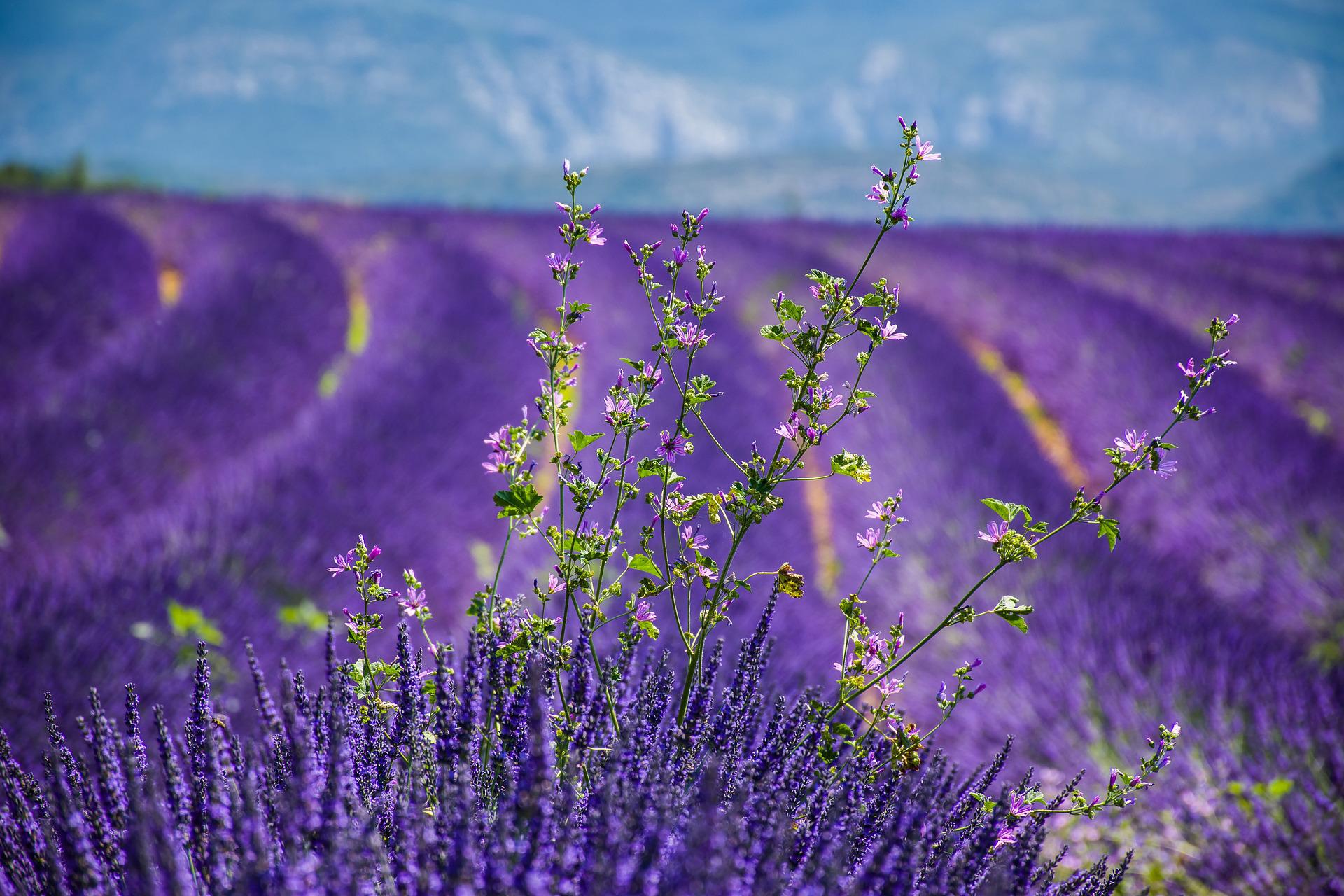 Lavendel -  Frankreich