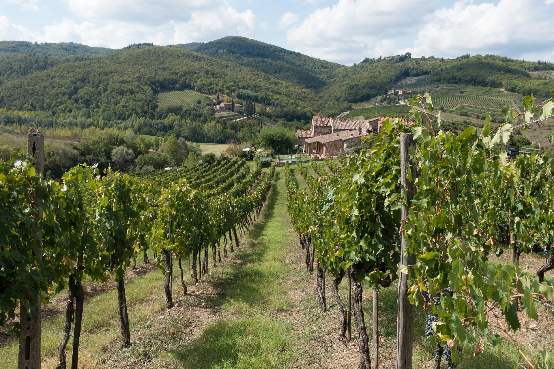 Weinberg - Toskana - Italien